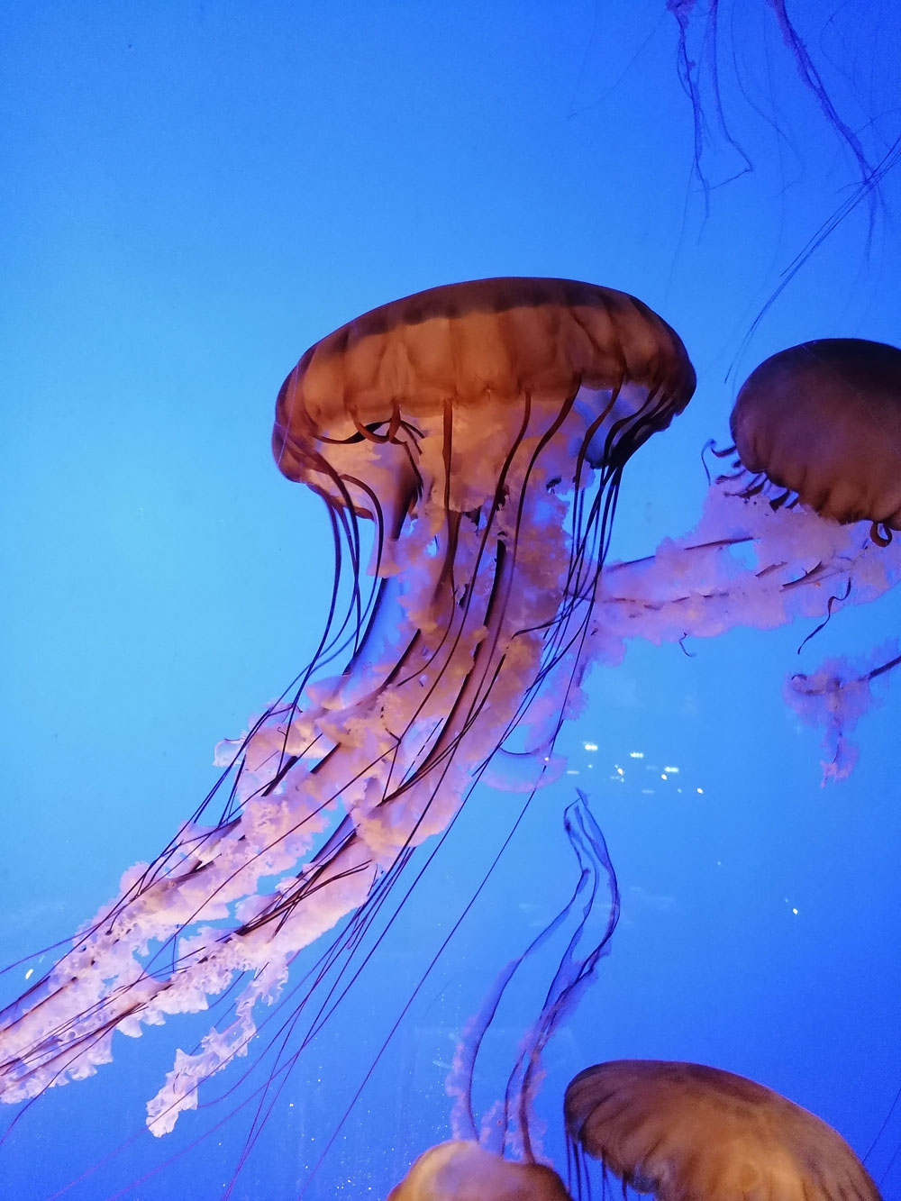 Aquarium de La Rochelle - © Vivrealarochelle.fr 